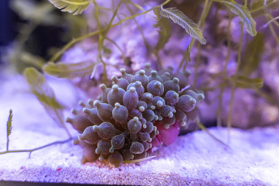 阳光海洋水族馆的珊瑚礁。