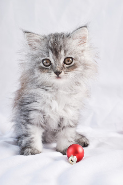 一只可爱的小猫坐在一个红色的玻璃球旁边。