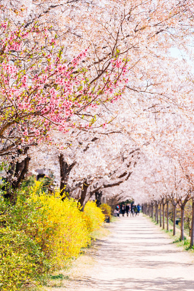 韩国大邱樱花节，东川河畔公园