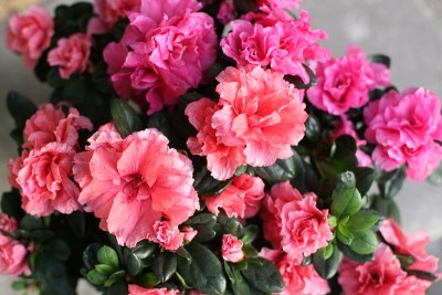 杜鹃花