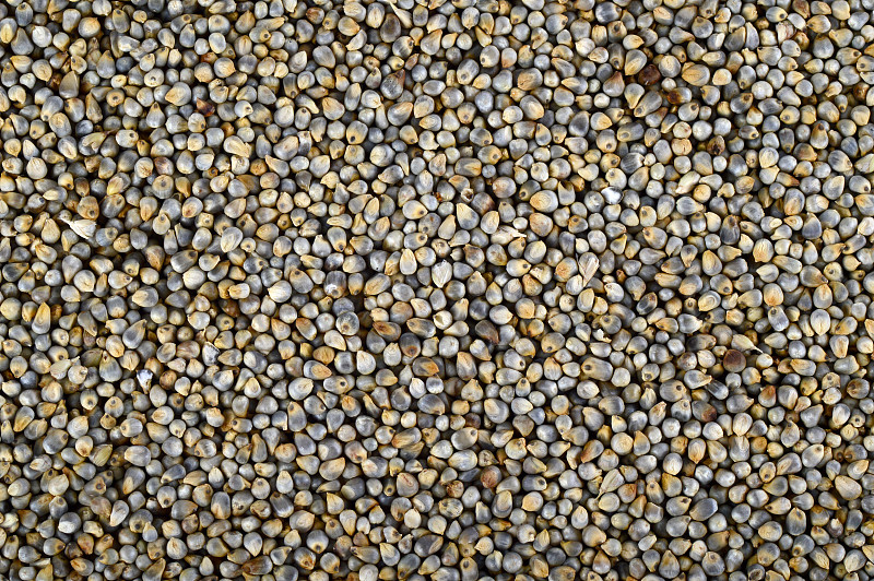 珍珠粟(Bajra)为背景。关闭了。