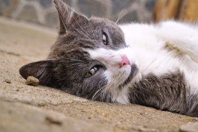 猫