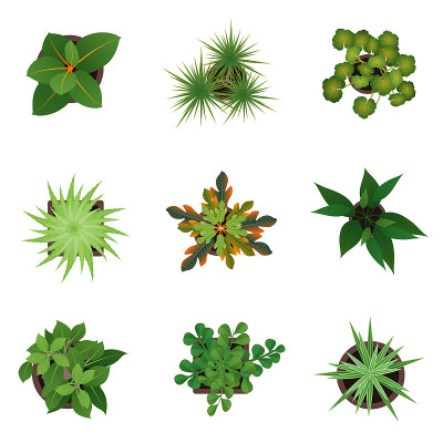 逼真的详细3d俯视图绿色植物集。向量