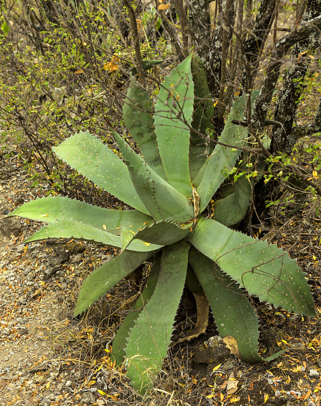 Agave tobala, Yagul, Oaxaca，墨西哥