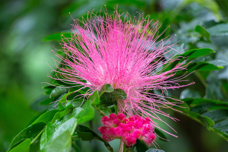 剃须灌木树(Pseudobombax ellipticum)花与水滴，露珠特写-戴维，佛罗里达，美国