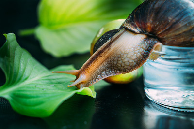 一只棕色的大蜗牛从水罐子里爬到房间桌子上的绿叶上。Achatina fulica。特写镜头