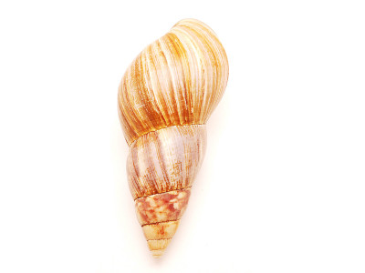 蜗牛碗