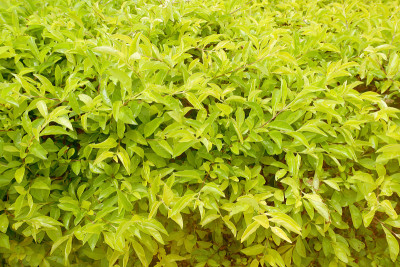 质地金黄的茶树