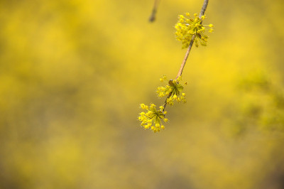 红玉髓樱桃花