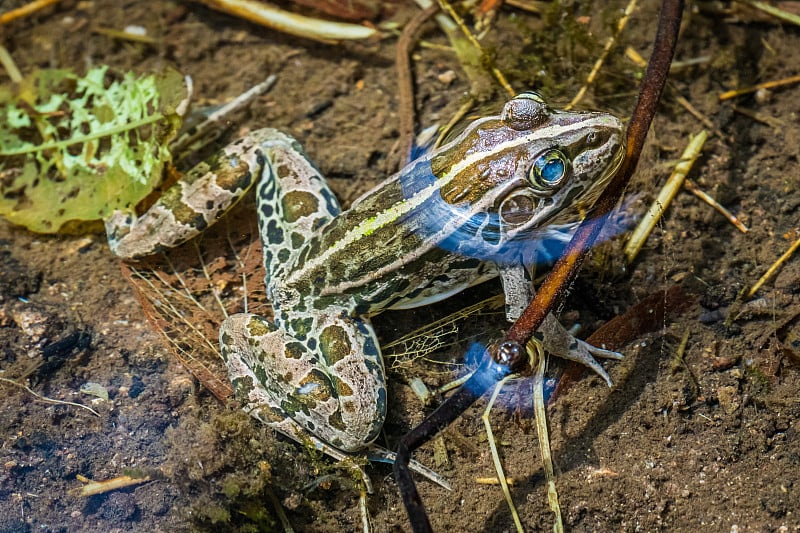 岛根的黑斑蛙