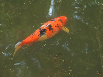 锦 鲤