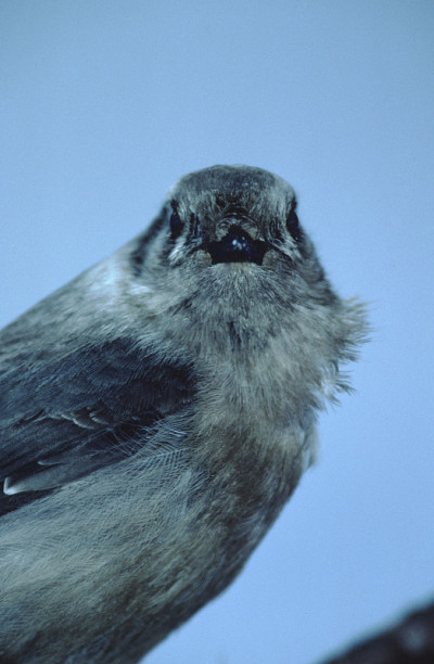 加拿大杰伊(Perisoreus Canada)