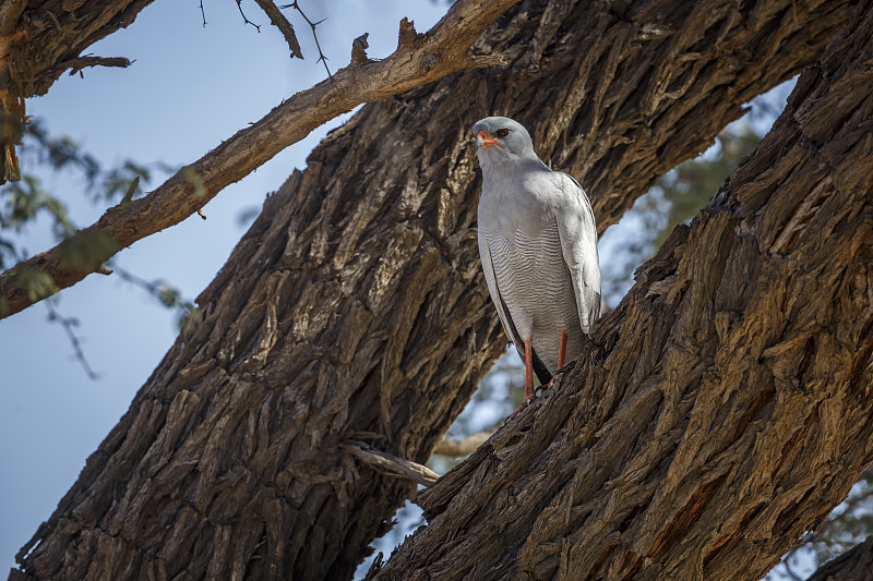 南非Kgalagadi越境公园里的Pale Chanting-Goshawk