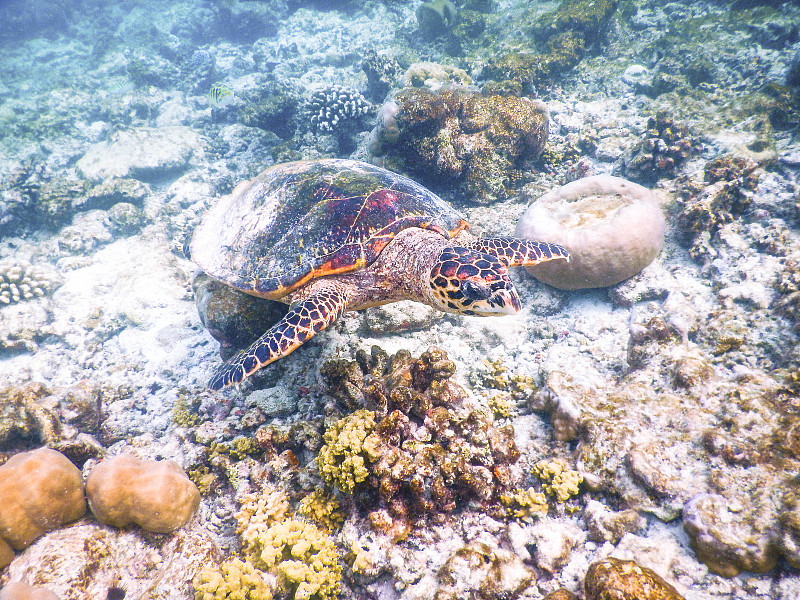 乌龟和浮游生物