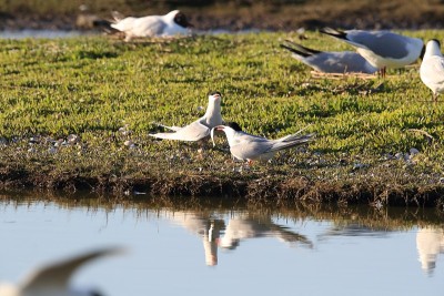 普通燕鸥(Sterna hirundo) Texel荷兰
