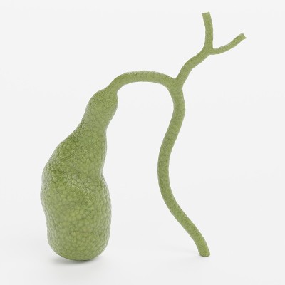 胆囊的现实3D渲染