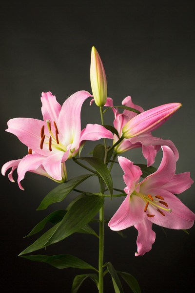 复古风格的粉色百合(植物类:东方百合)。拍摄背景是黑暗的，略亮的。