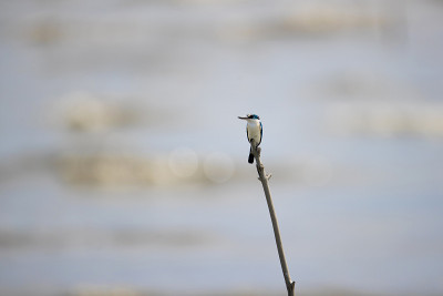 翠鸟:有领翠鸟(Todiramphus chloris)