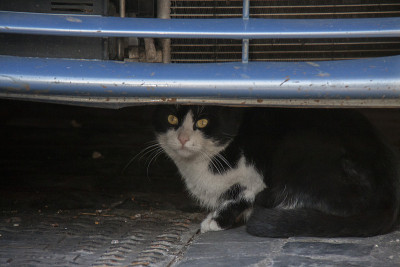 猫在车下