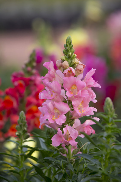 粉色grevillea花