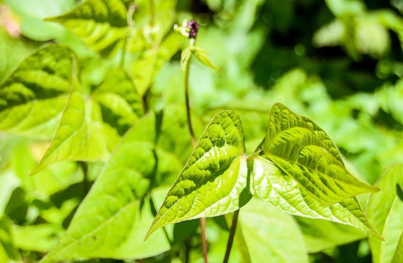 豆植物新兴