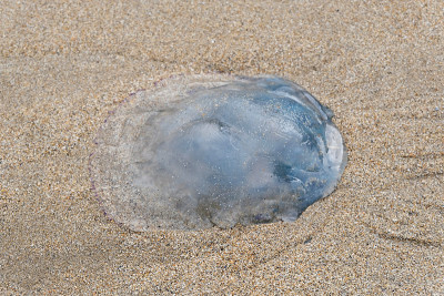 水母