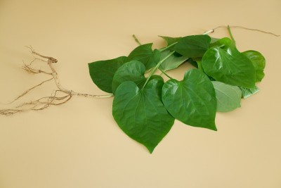 胡椒科的绿色草本植物，背景为橙色。
