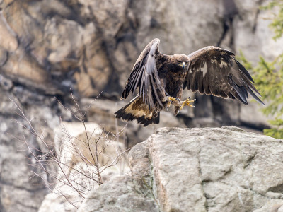 金鹰(Aquila Chrysaetos)降落在一块突出的岩石上。
