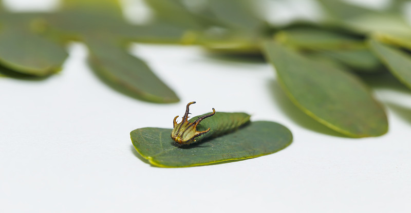 第4阶段的普通斑蝶(Polyura athamas)的毛虫在寄主植物上休息