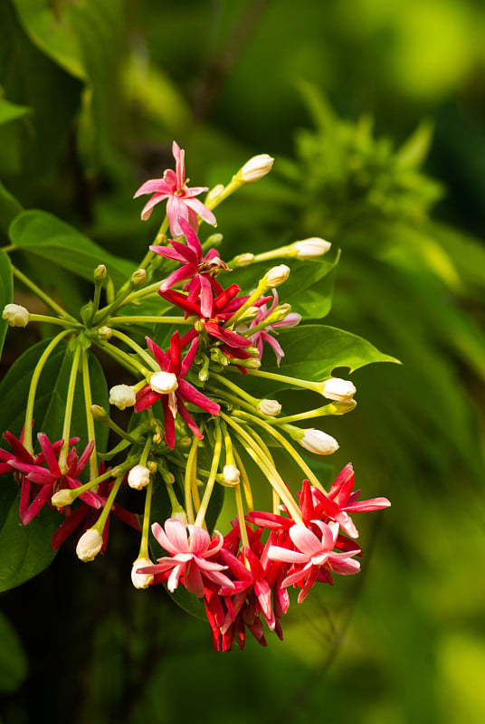 Combretum indicum