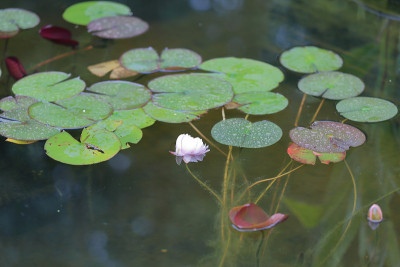 鲜亮的睡莲花蕾