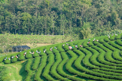 新鲜的绿茶芽和叶，茶园，自然背景