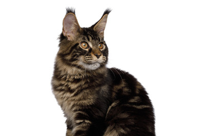 肖像缅因猫孤立在白色背景