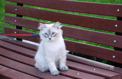猫
