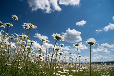 camomiles