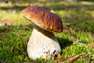 牛肝菌在阳光下的森林苔藓。
