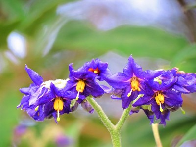 粒状solanum-leprosum。