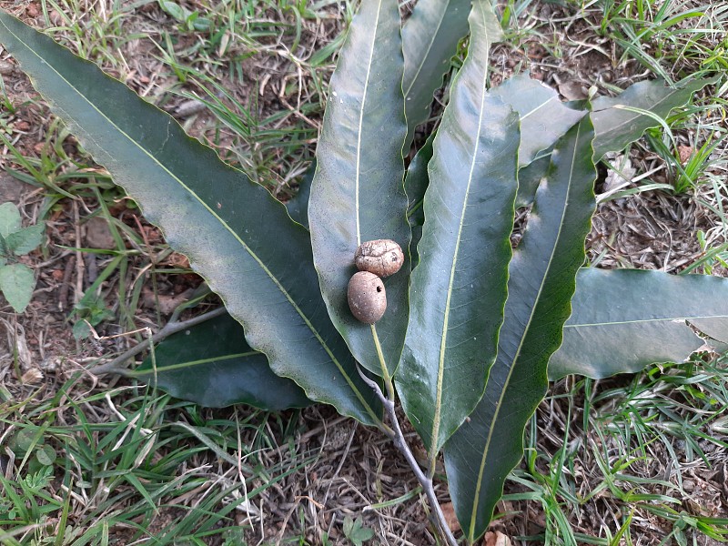 长叶Polyalthia(原产于印度的Ashoka)种子。