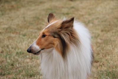 牧羊犬头像