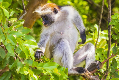 野生桑吉巴红疣猴，Procolobus kirkii，在Jozani Chwaka湾国家公园