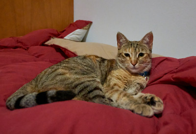条纹猫躺在床上