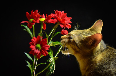 猫的肖像