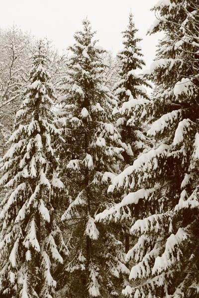 冷杉树下盖了一层雪
