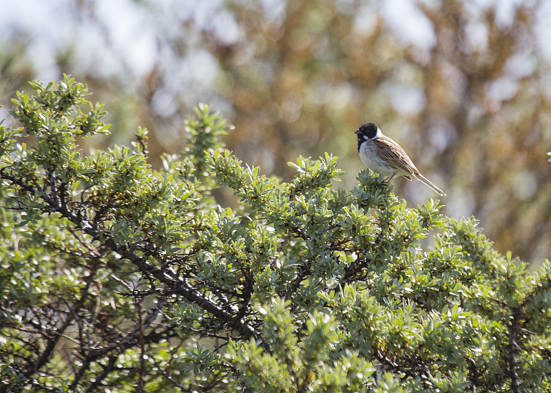 里德·班廷(Emberiza schoeniclus)