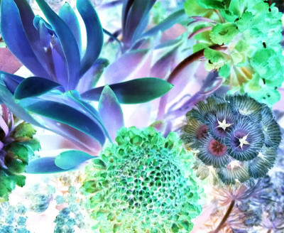 幻想的花