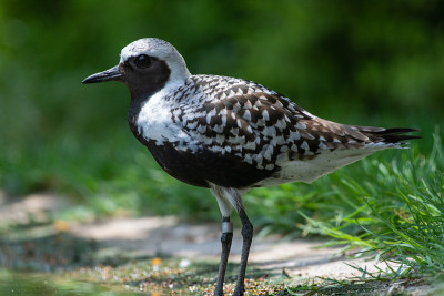这是一只灰色珩科鸟(Pluvialis squatarola)的特写，被称为北美的黑腹珩科鸟，绿色背