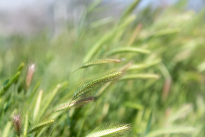 绿草自然背景。绿色黑麦或小麦小穗。天然草地。