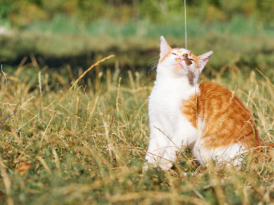 草丛里的小猫。