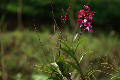 小紫兰花