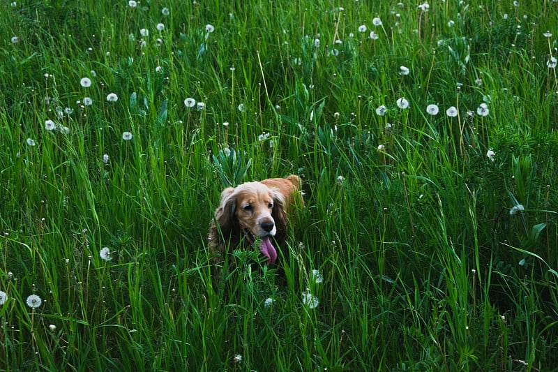 一只快乐的可卡犬在绿色的草地上散步